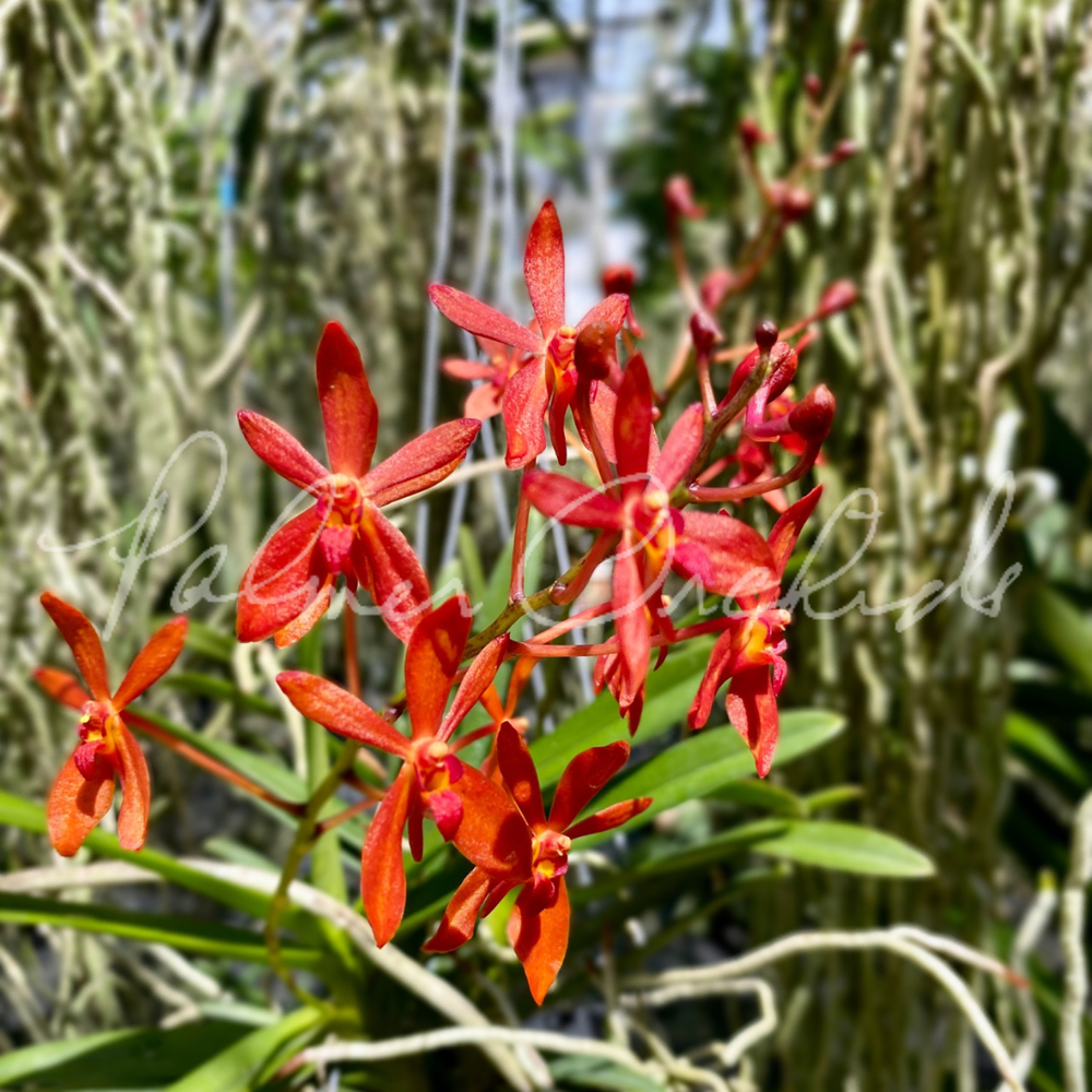 Neof. falcata x Ren. philippinensis — Palmer Orchids